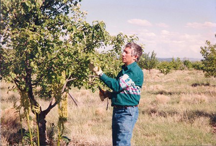 Pruning fruit trees in the Synergia Ranch orchard, mid 1990s.